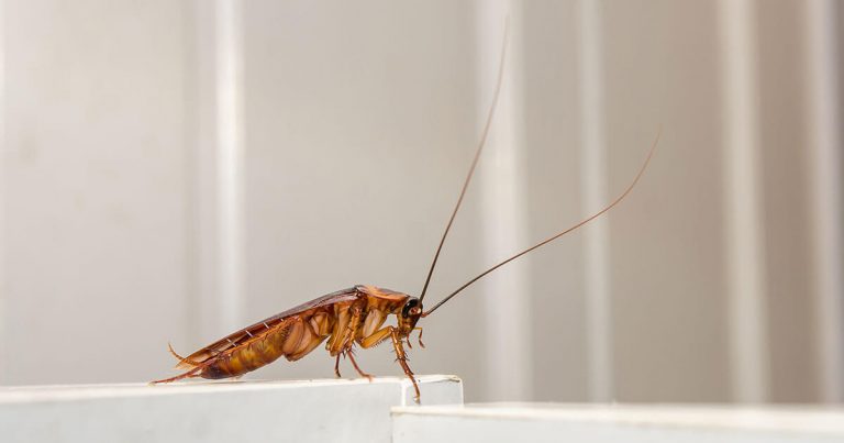 get-rid-of-Cockroaches