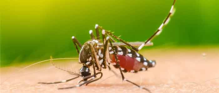  Mosquito Control Services